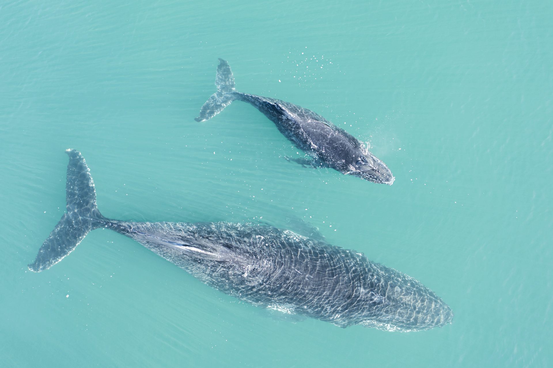 A humpback whale mother and her calf swim in turquoise-blue water.