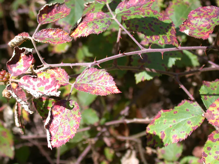 blackberry bush leaves infected by fungus.