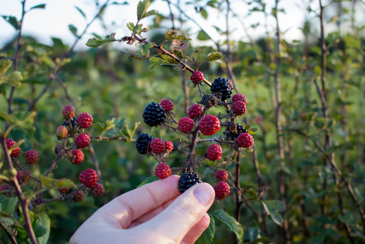 hand picking ripe blackberry from ramble of canes.