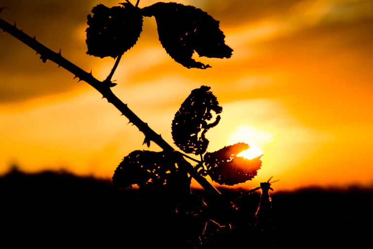 blackberry cane silhouetted against sunset.