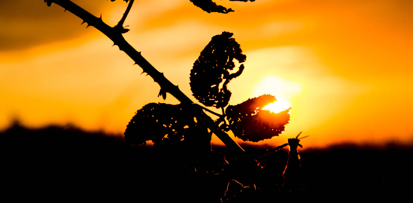 Over 40 years ago, a mystery vigilante released a fungus to control blackberry in Australia. But why?