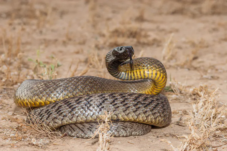 taipan, venomous snake poised to strike.