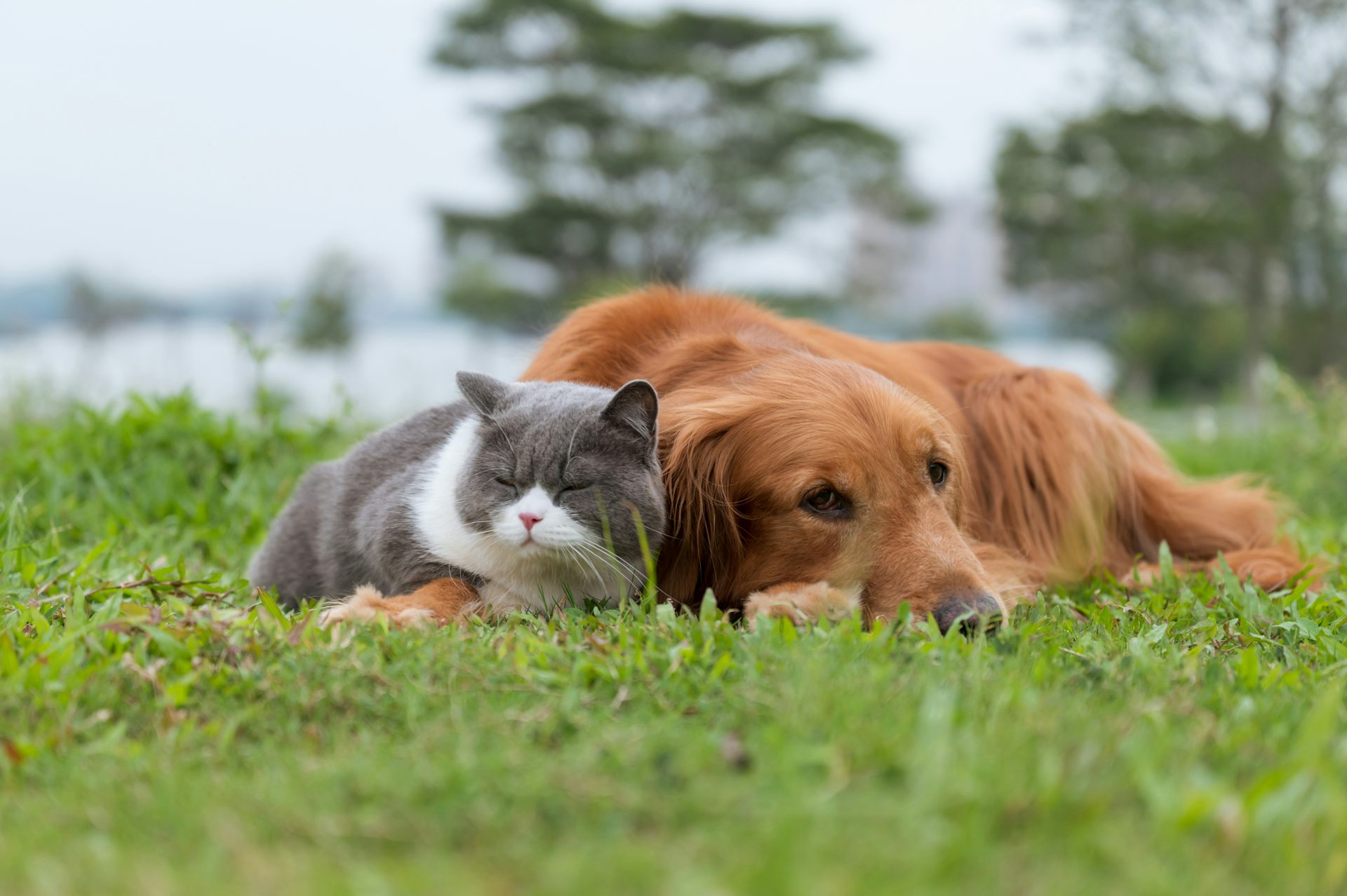 Worried your pet might catch bird flu? Here’s what you can do