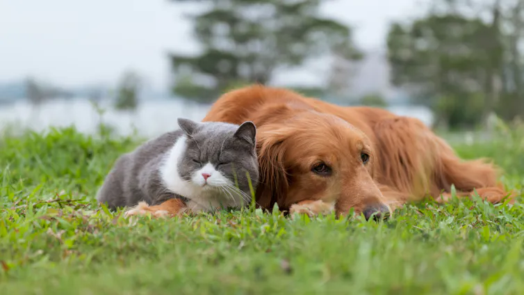 A grey cat and a golden-coloured dog lie together on grass.