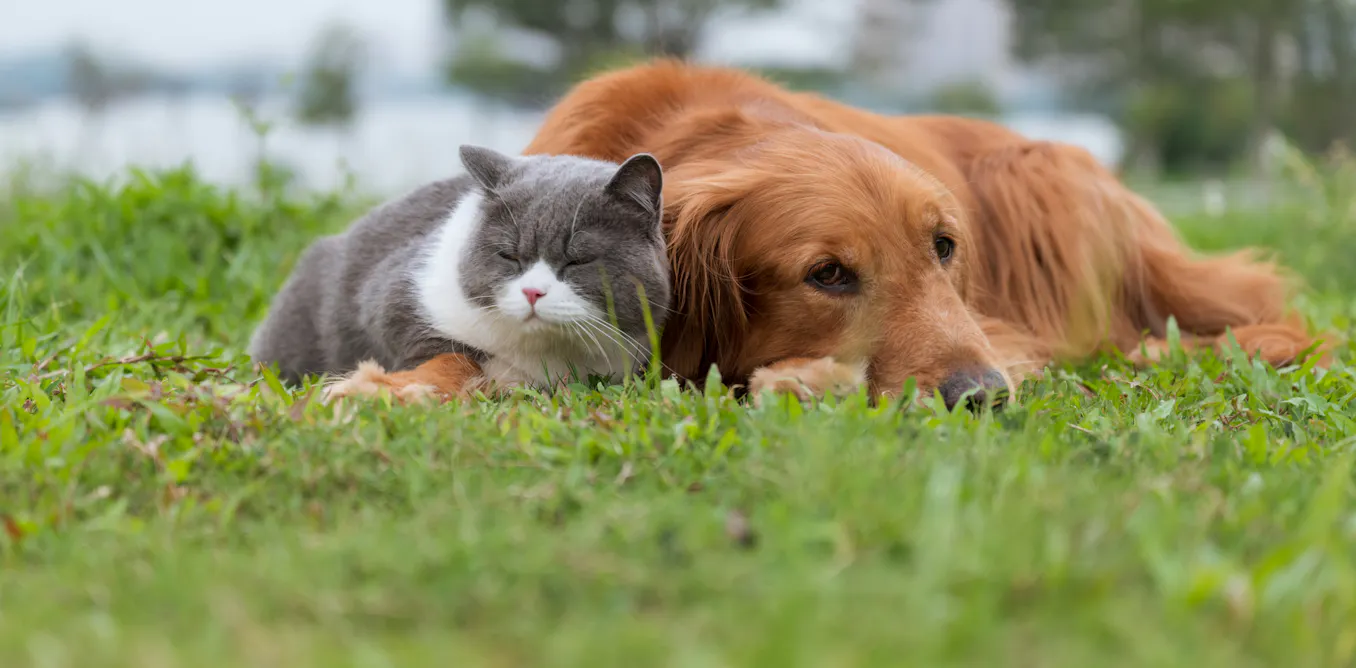 Worried your pet might catch bird flu? Here’s what you can do Worried your pet might catch bird flu? Here’s what you can do