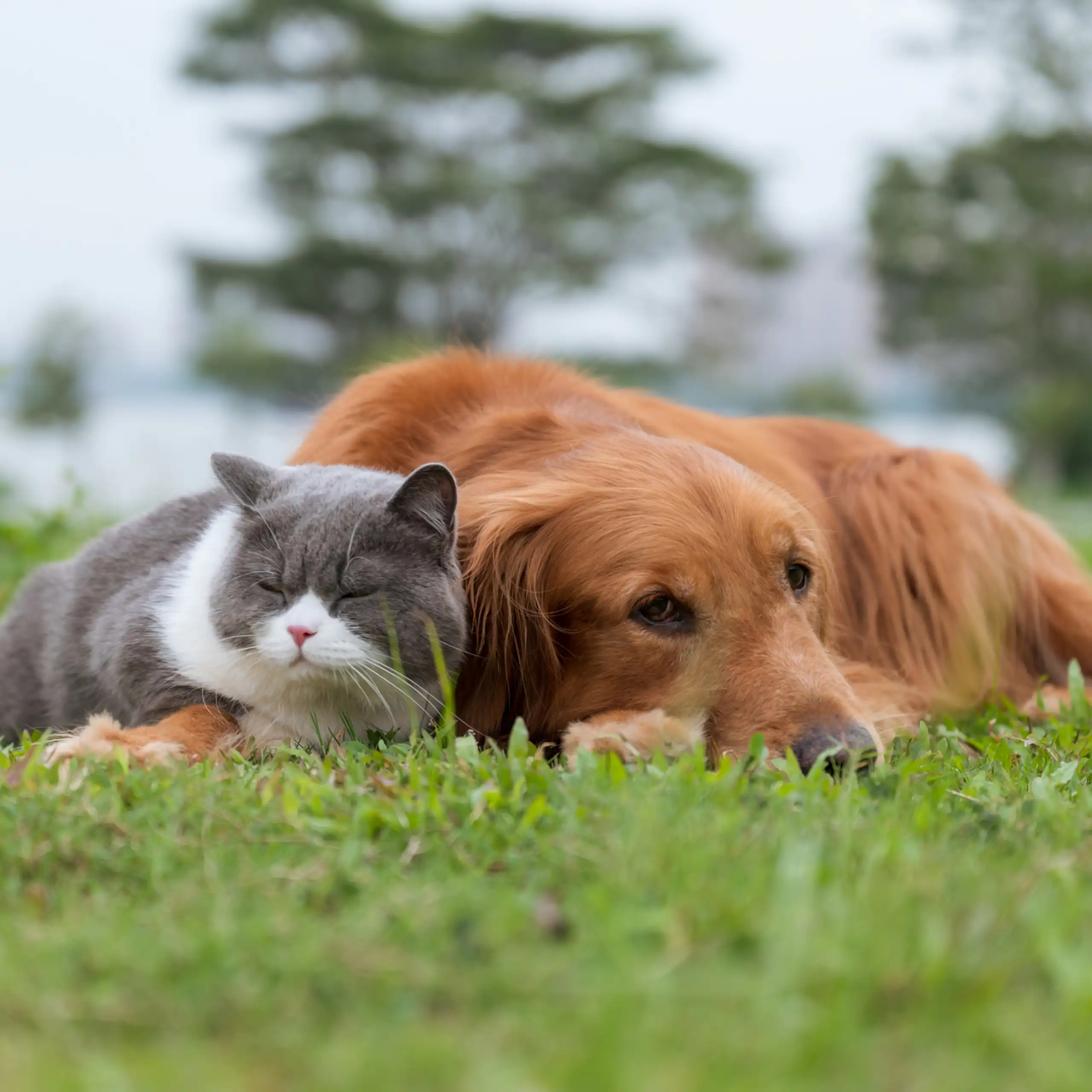 A grey cat and a golden-coloured dog lie together on grass.