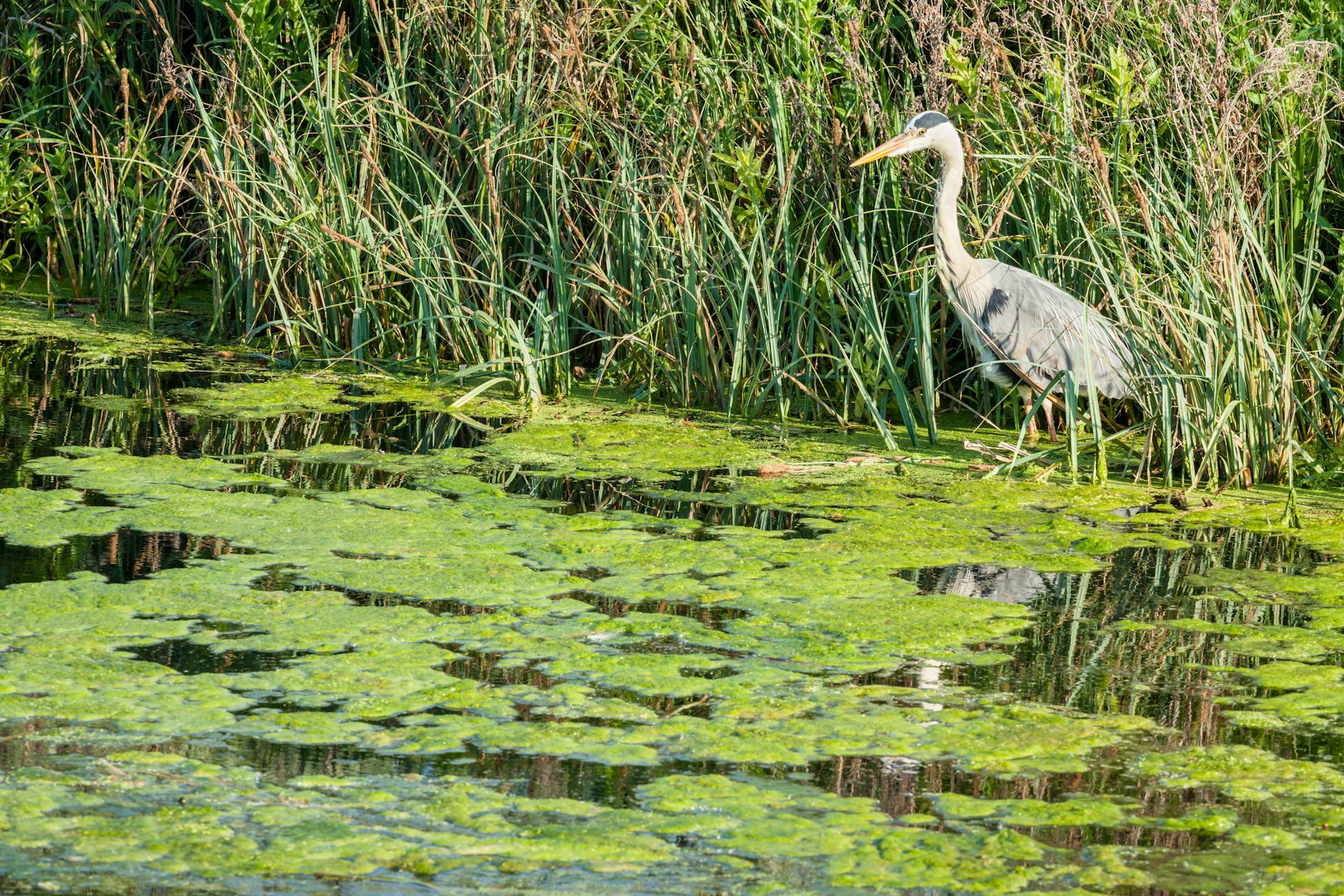Heatwaves are making toxic algae worse, but the real problem is what we are putting into our rivers and lakes