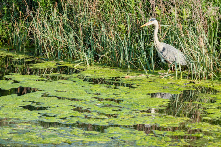 A heron in algae-covered water