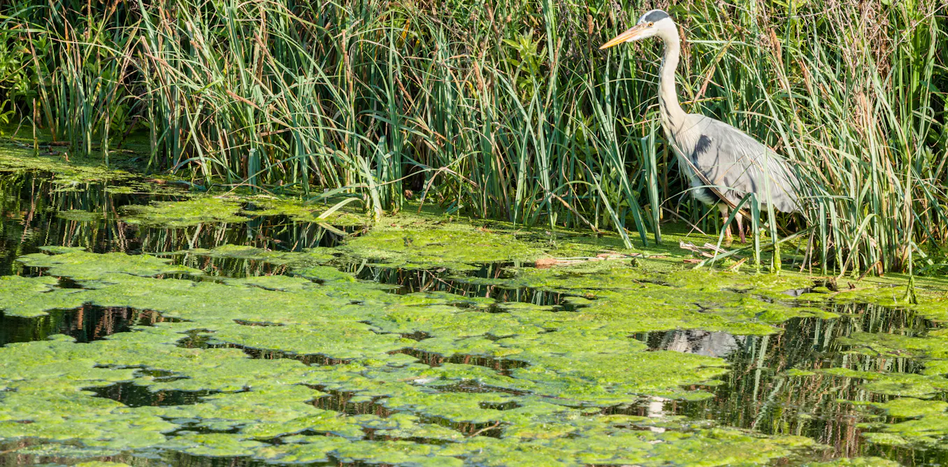 Heatwaves are making toxic algae worse, but the real problem is what we are putting into our rivers and lakes Heatwaves are making toxic algae worse, but the real problem is what we are putting into our rivers and lakes