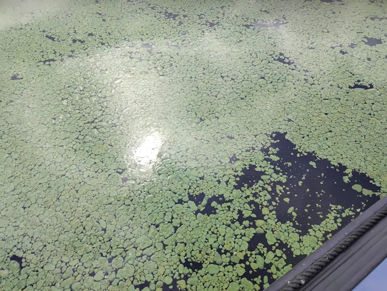 algae on surface