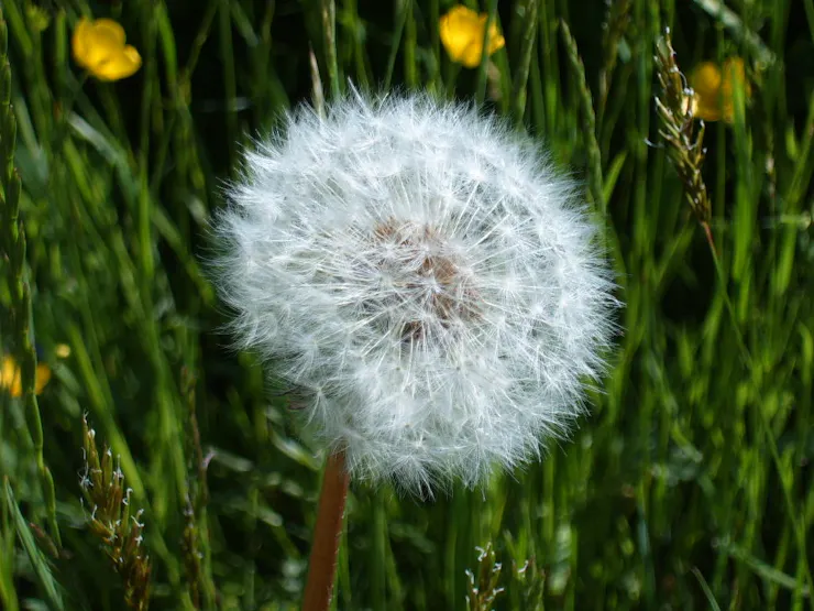 A close-up of a dandelion head filled with seeds.