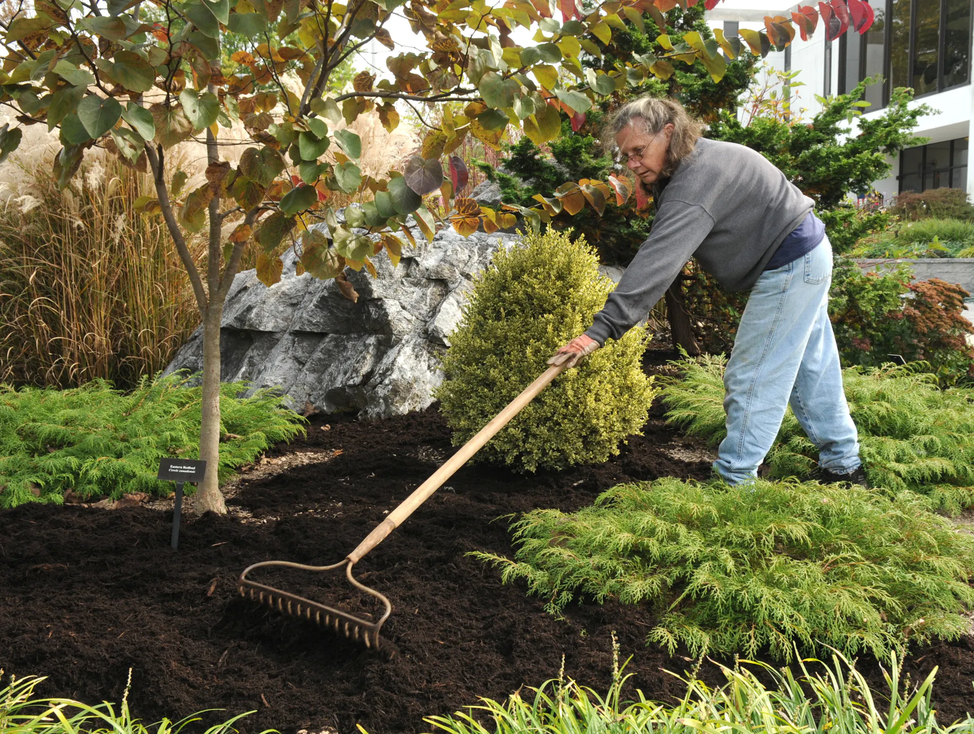 A person rakes mulch over an open garden area.