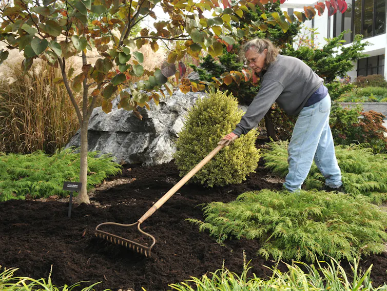 A person rakes mulch over an open garden area.