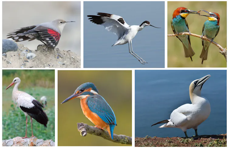 Sur la première ligne, de gauche à droite : le tichodrome échelette, l’avocette élégante, le guépier d’Europe. Sur la deuxième ligne, de gauche à droite : la cigogne blanche, le martin-pêcheur, le fou de Bassan.