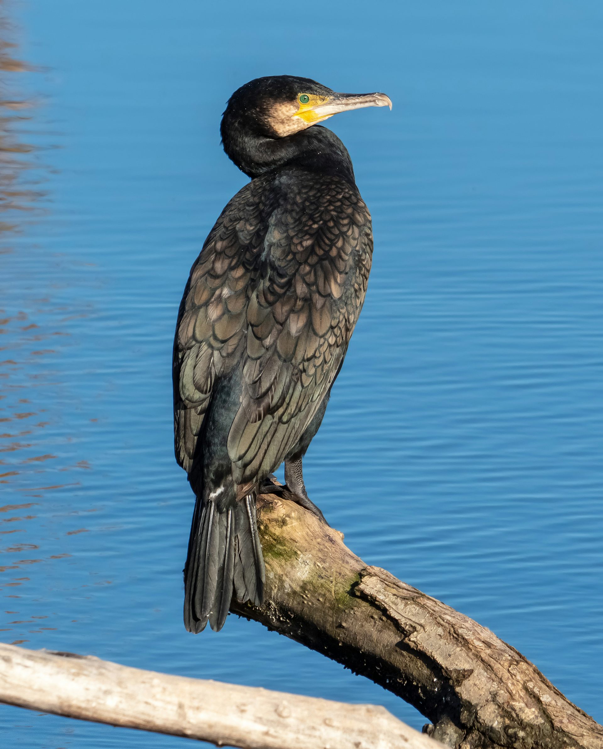 Cormoran sur la rivière Regnitz en Allemagne