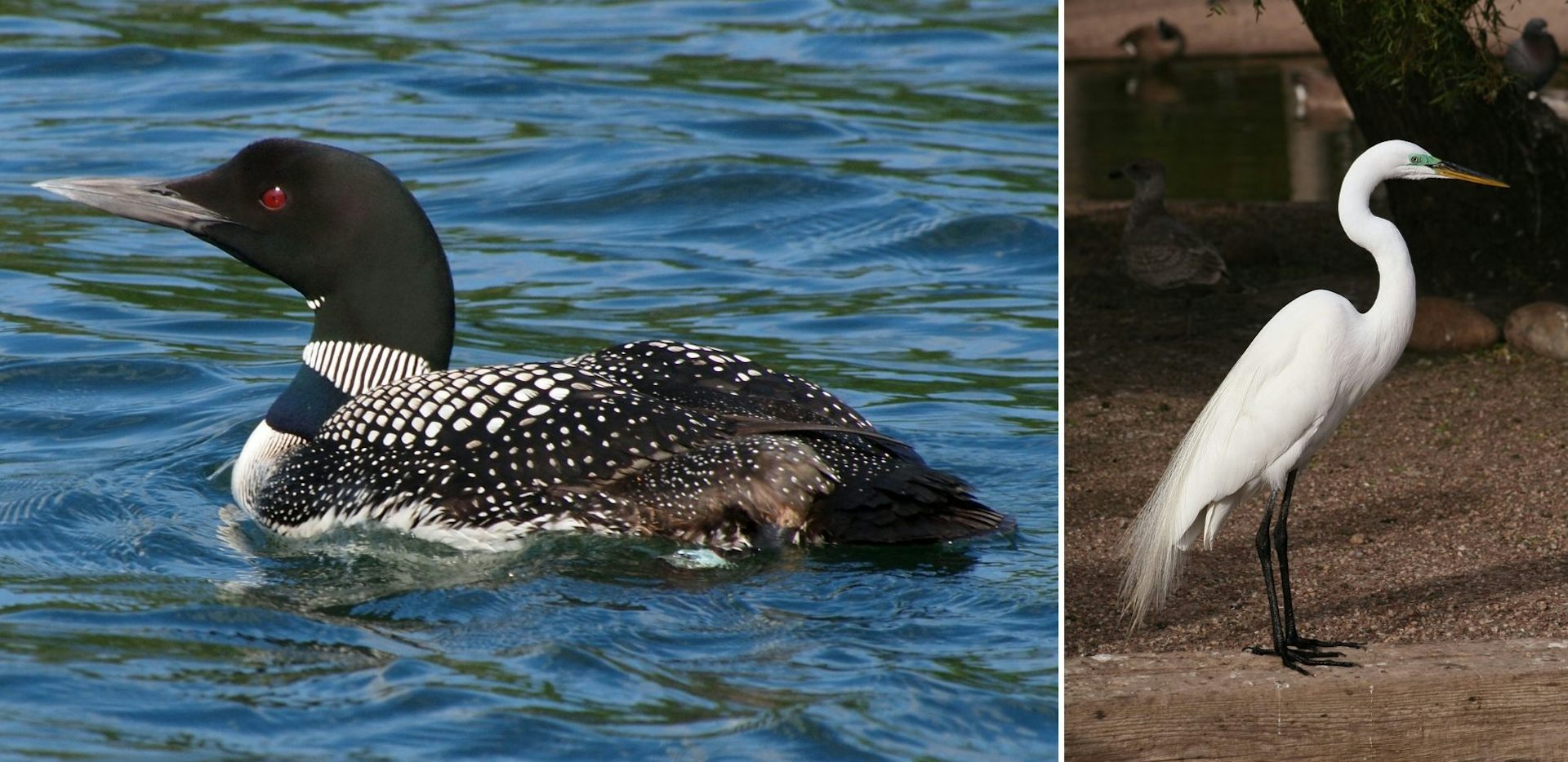 Un plongeon imbrin et une grande aigrette