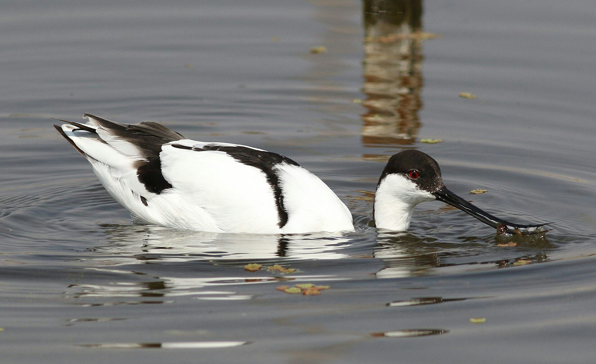 Une avocette pêchant grâce à son bec courbé