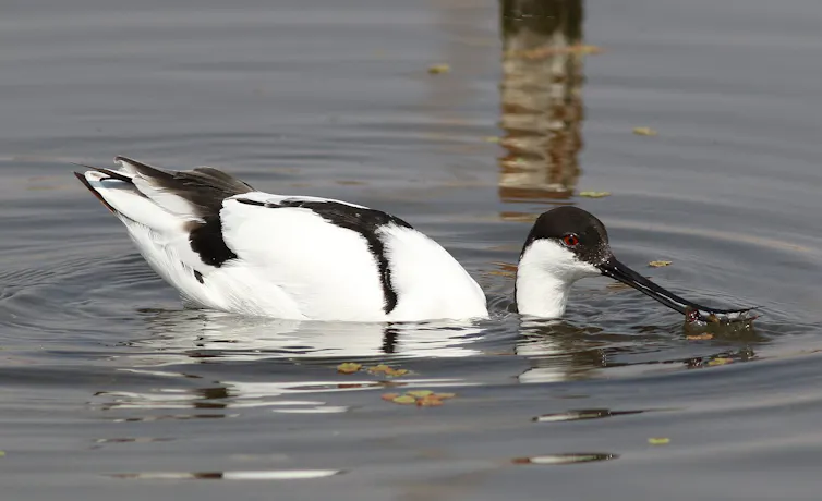 Une avocette pêchant grâce à son bec courbé