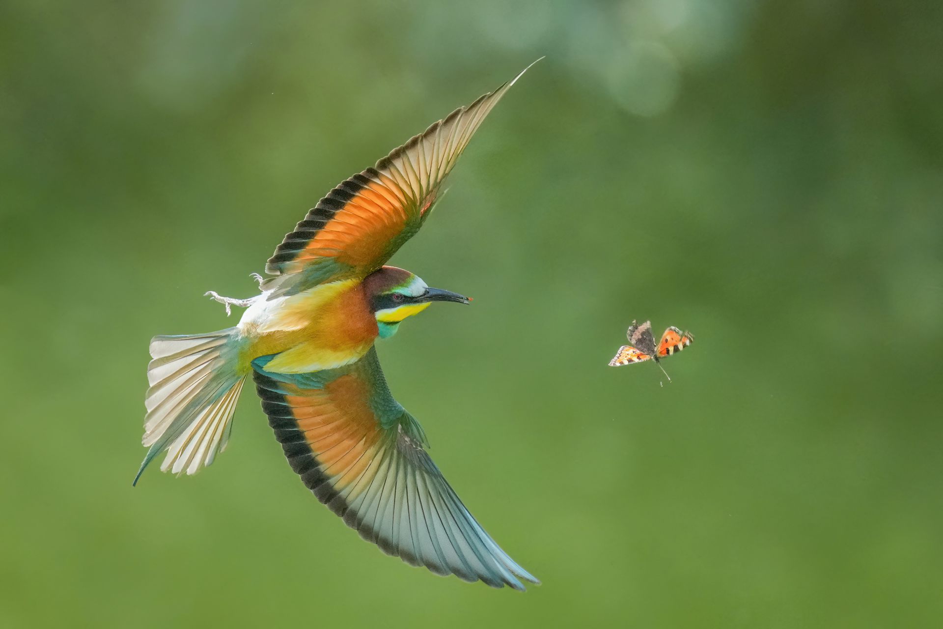 Guêpier d’Europe chassant un papillon en vol