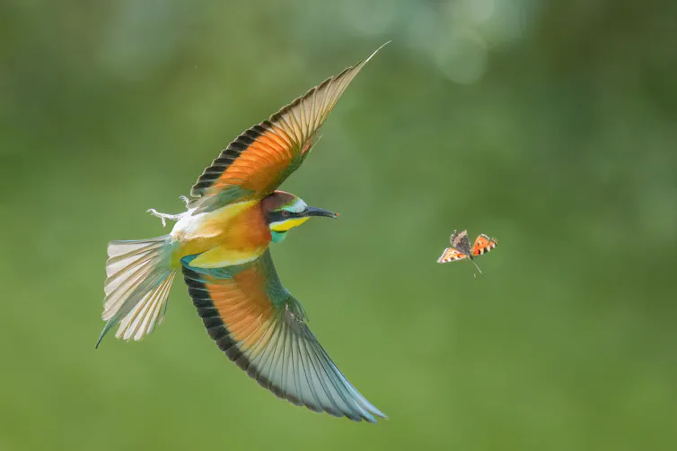 Guêpier d’Europe chassant un papillon en vol