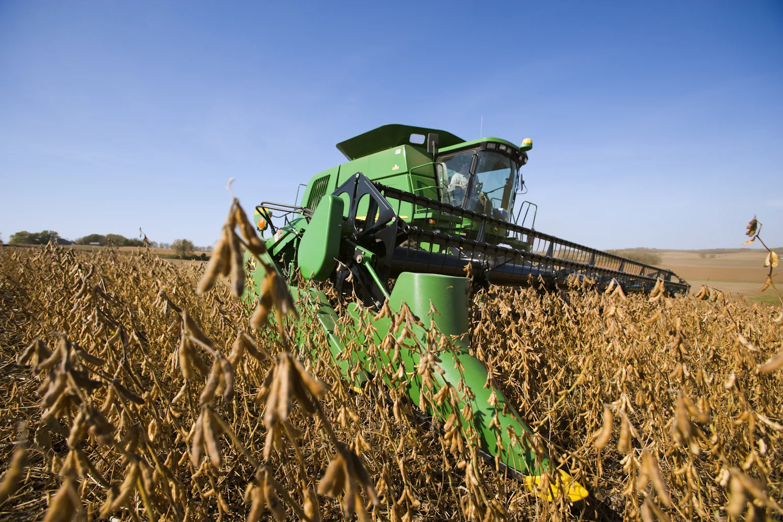 A large green machine moves through a field of crops.