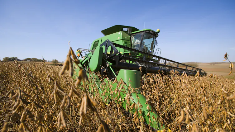 A large green machine moves through a field of crops.