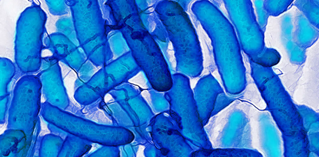 Memory Without a Brain: How Bacteria Recall the Past Similar to Artificial Neural Networks Memory Without a Brain: How Bacteria Recall the Past Similar to Artificial Neural Networks