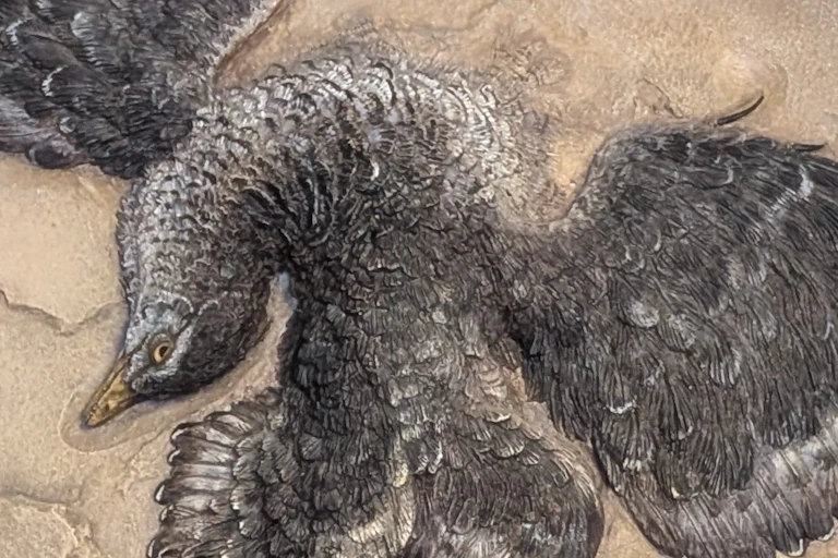 Desenho de um animal parecido com um pássaro deitado na areia