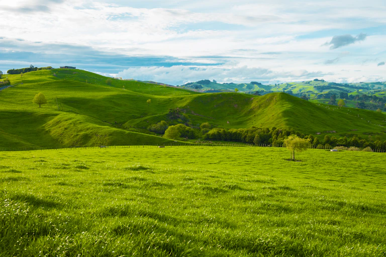 A landscape view of lush pasture, with low hills in the background