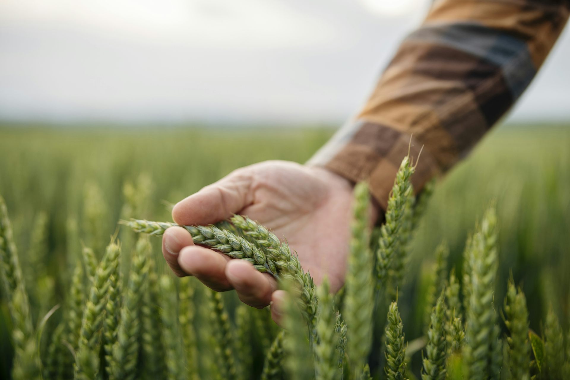 From war to weather, Australian farmers are planting spring crops in an uncertain world