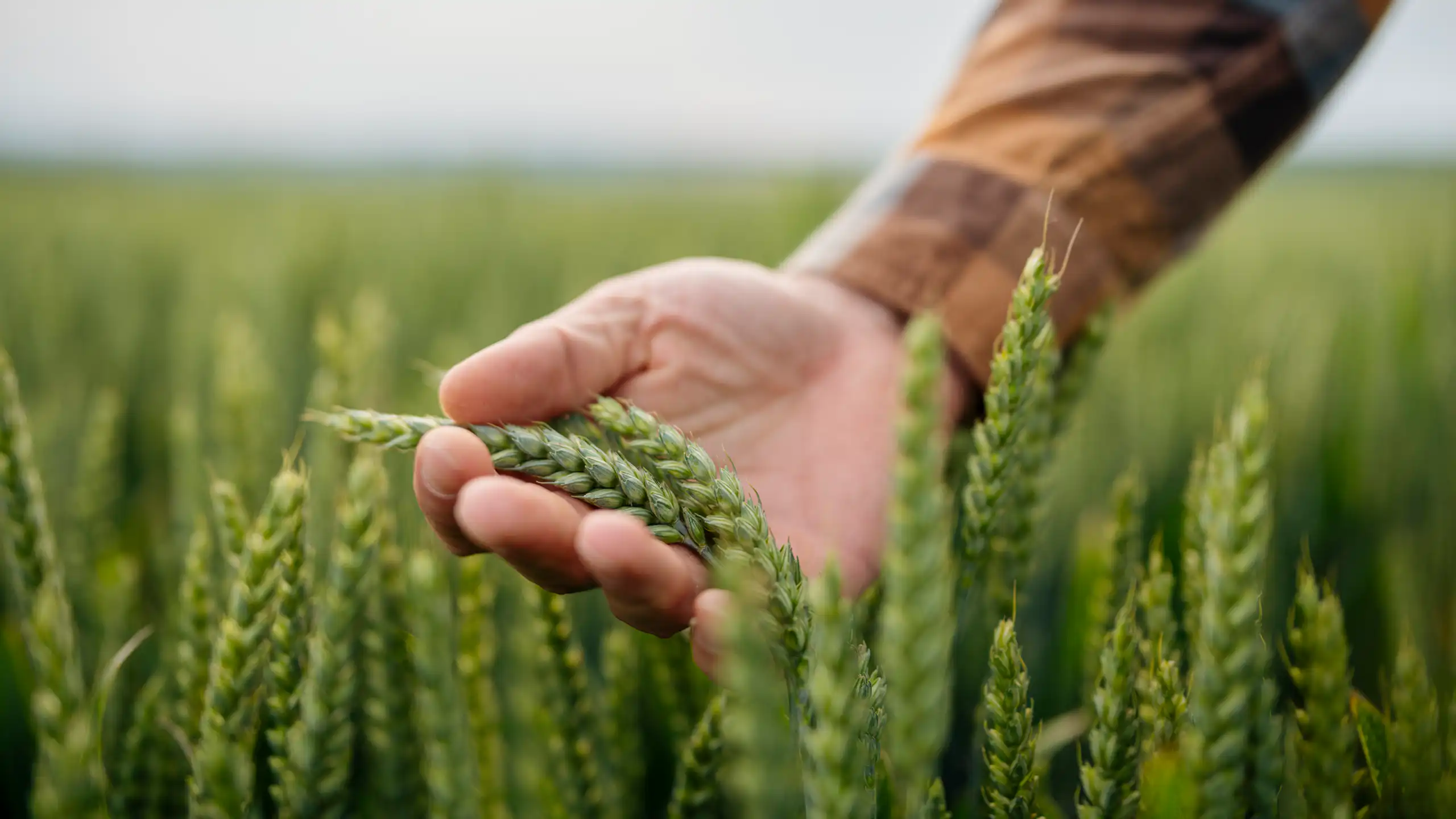 A male farmer touches a wheat crop in a paddock.