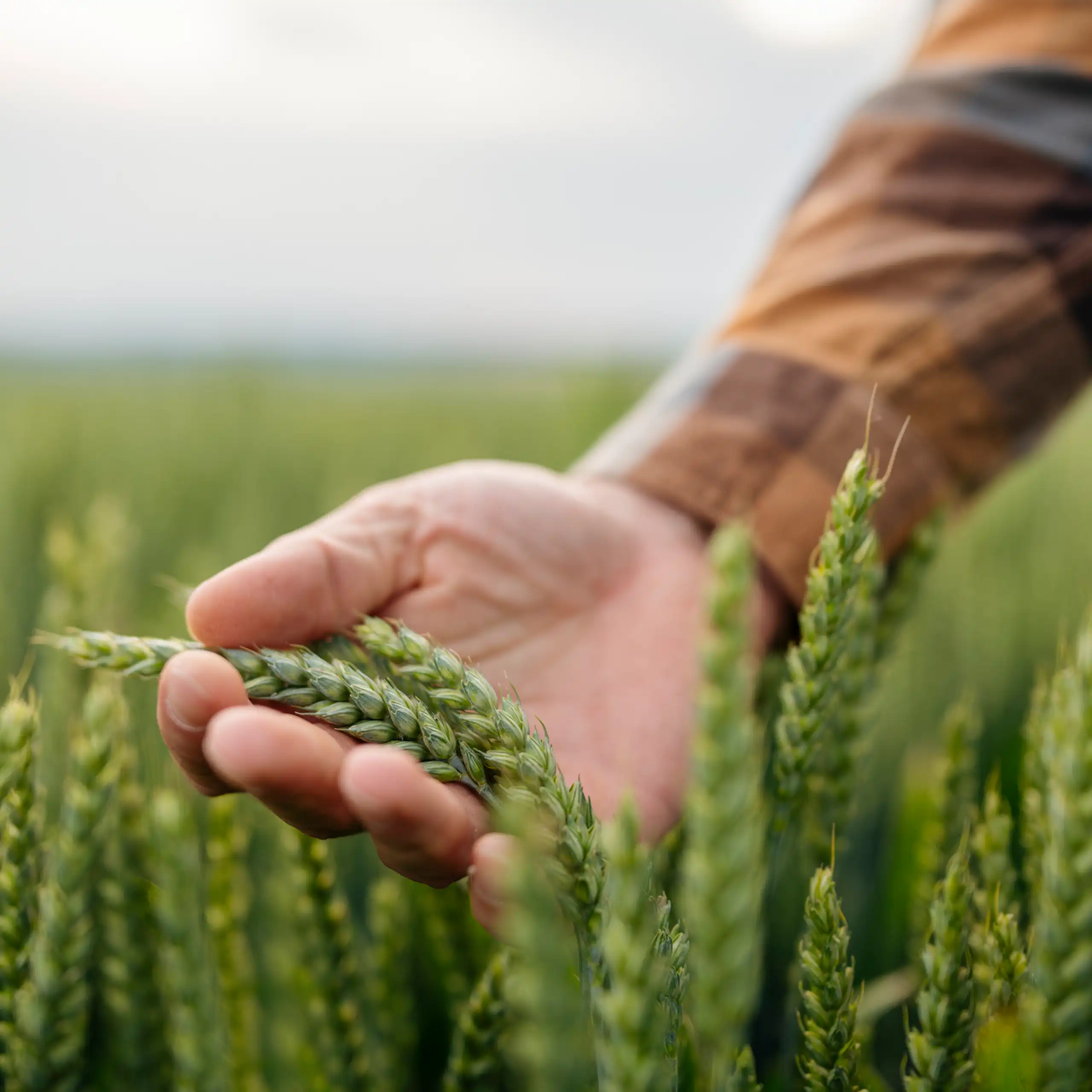 A male farmer touches a wheat crop in a paddock.