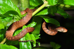 a brown snake wrapped around a branch of a green plant