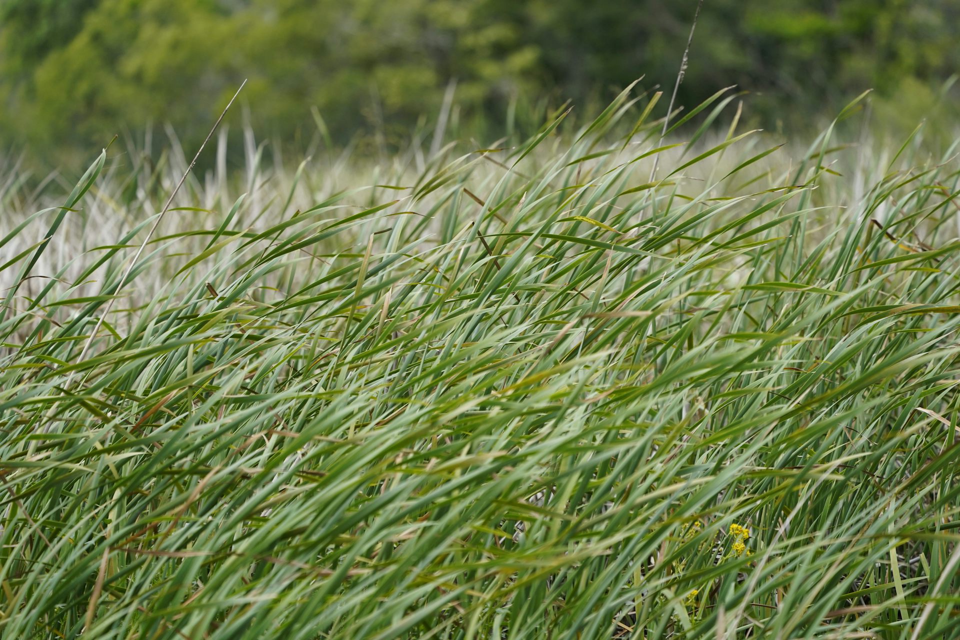 Climate change is making it easier for invasive species to succeed