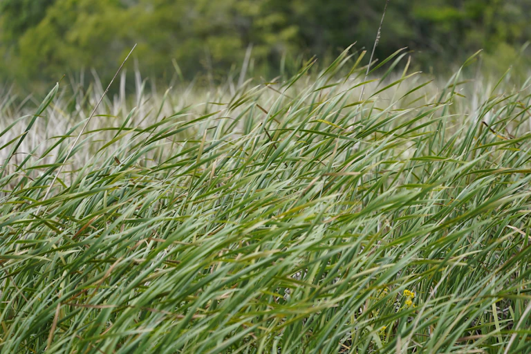 close up of green grass
