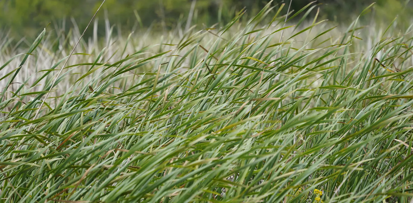 Climate change is making it easier for invasive species to succeed Climate change is making it easier for invasive species to succeed
