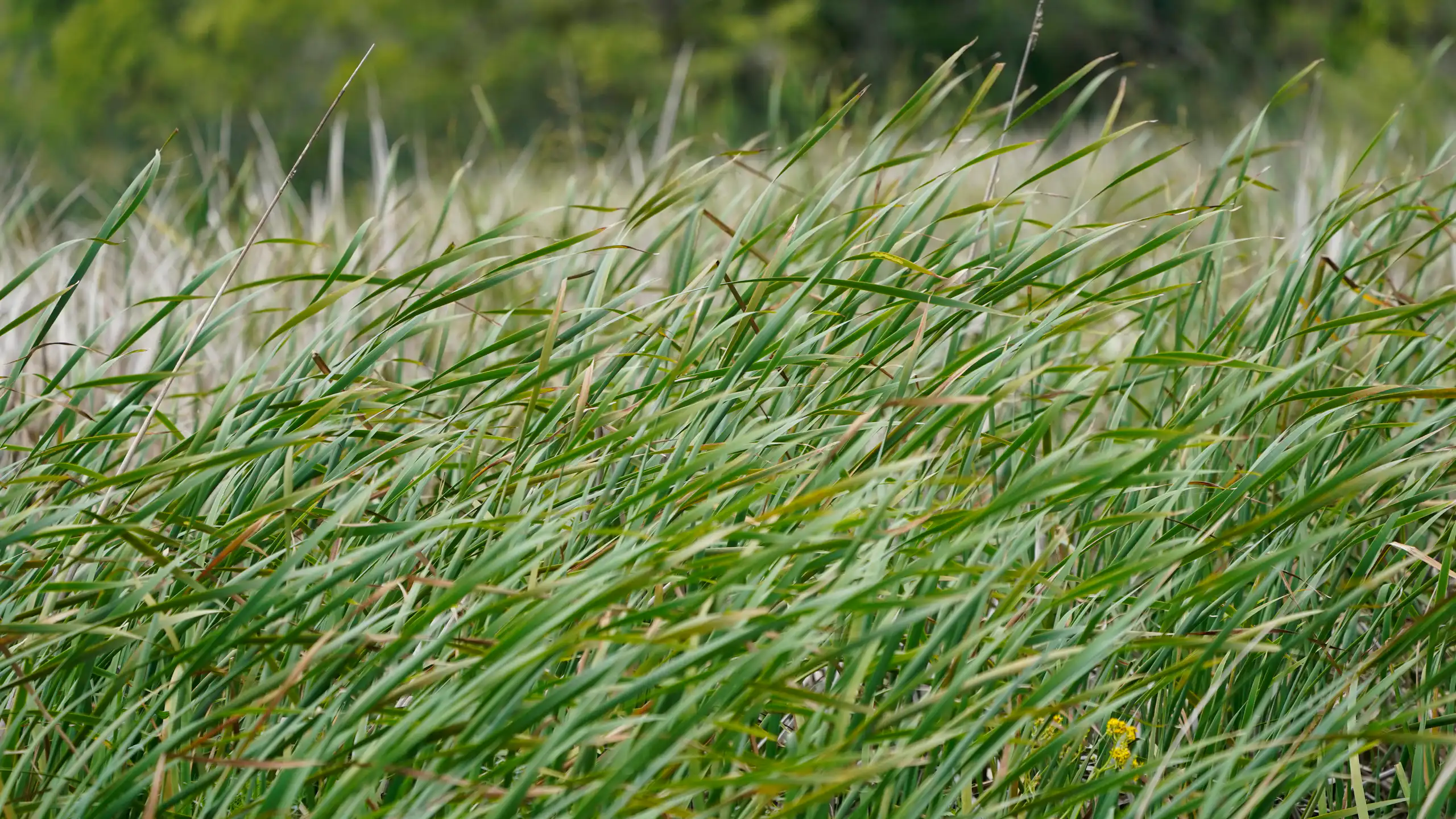 close up of green grass
