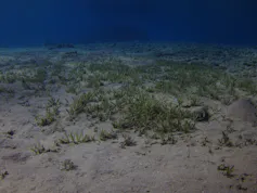 seagrass on the ocean floor