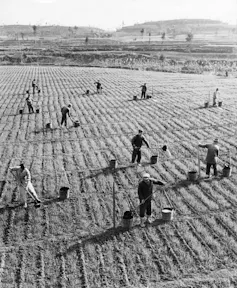 peasant workers spreading human waste on fields.
