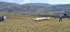 A rolling landscape of grasslands and mountains with a corrugated iron structure for sheep and a farmer releasing a flock of sheep out to graze