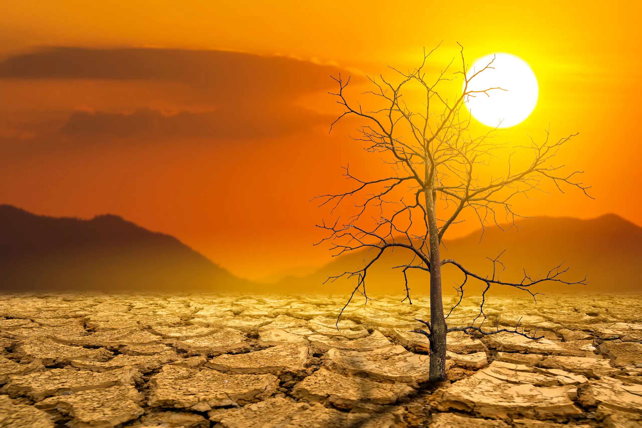 A landscape with cracked dry earth, a leafless tree and the sun in an orange sky