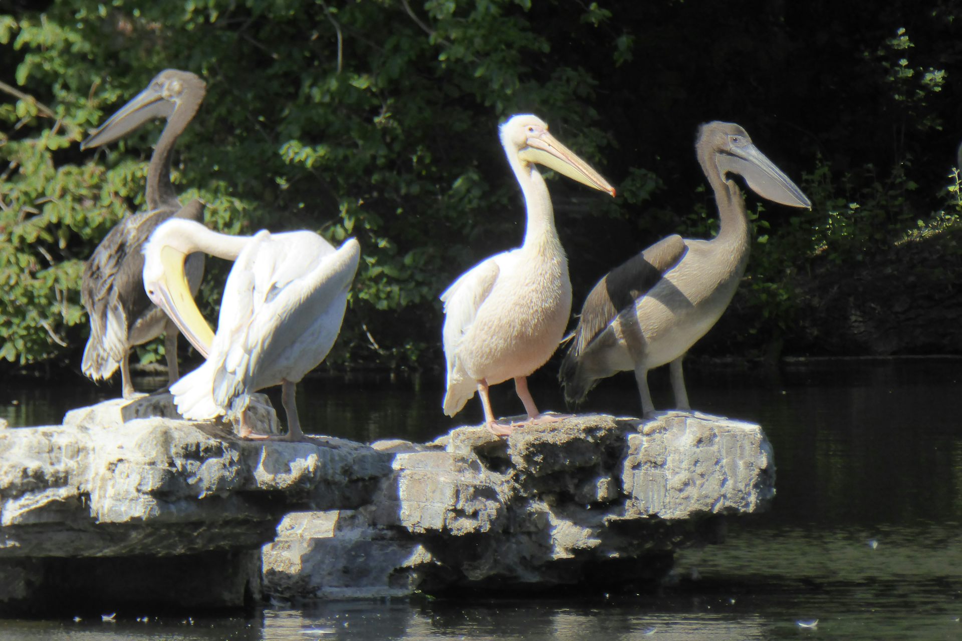 White and dark grey pelicans perched on rocks.