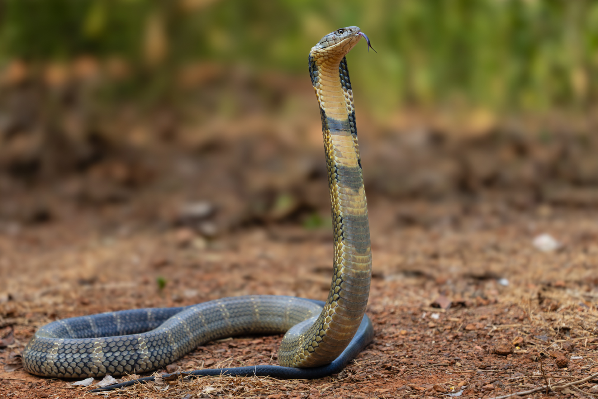 New snakebite research could lead to better antivenom treatments