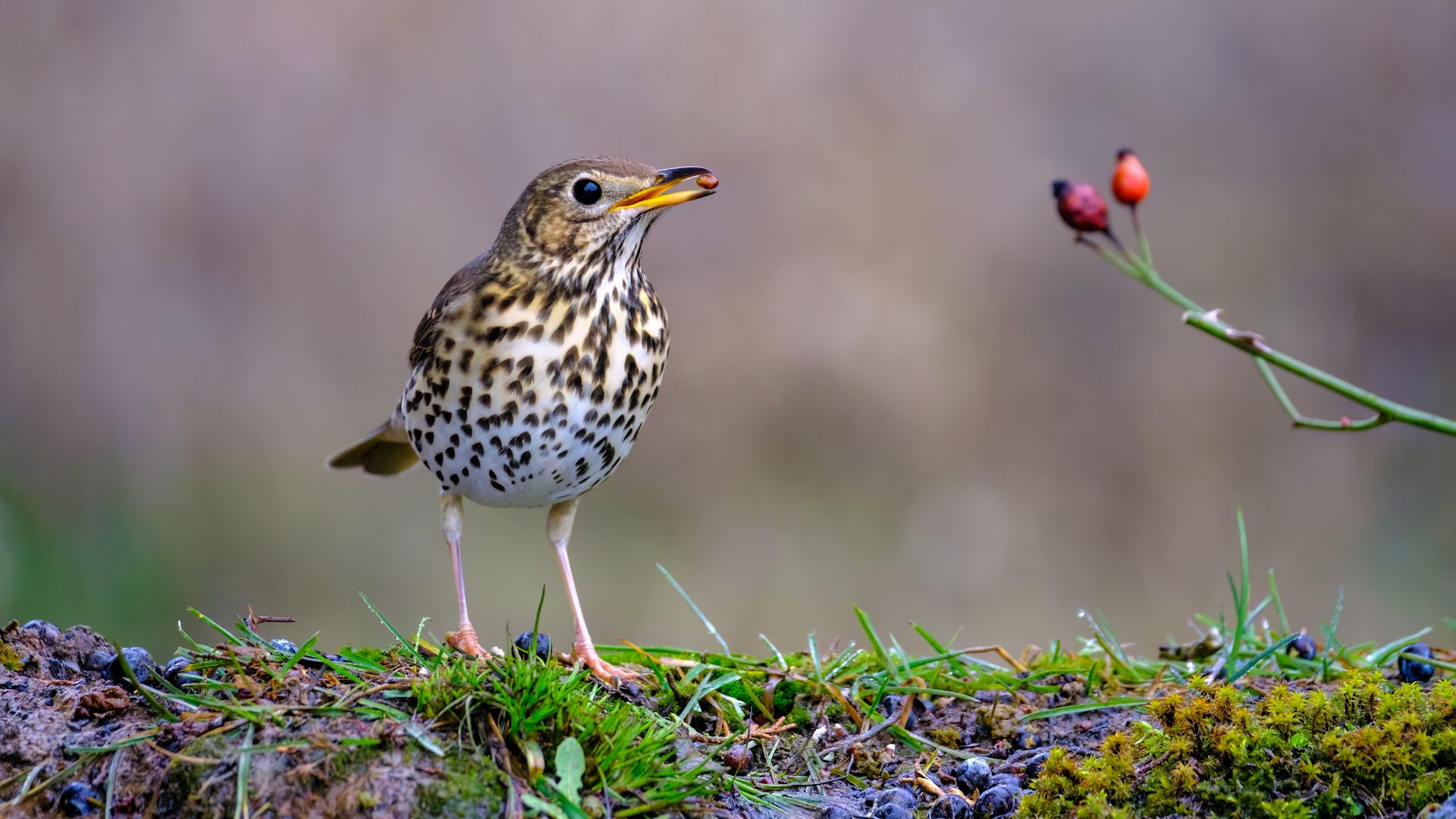 Un pájaro con un fruto en su pico.