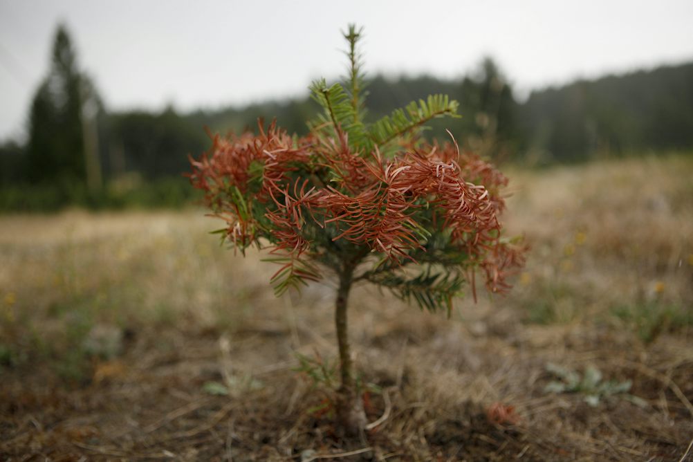 theconversation.com - Deana Machin - How to tackle persistent drought: Lessons from British Columbia