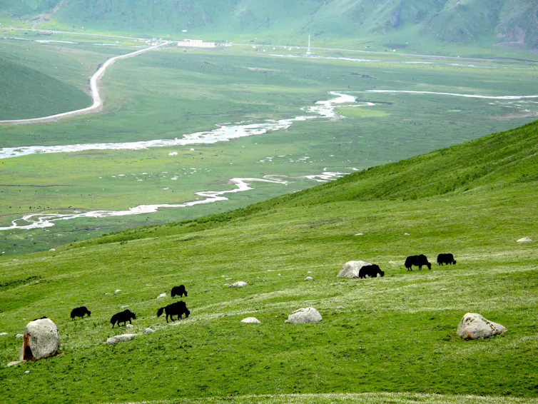 Livestock on a wide plain with rivers below.