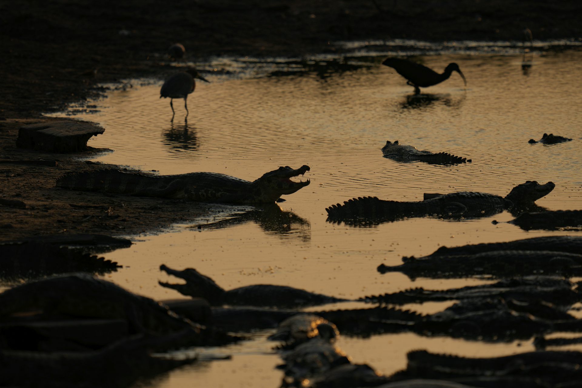 Caimans sit on the banks of a river