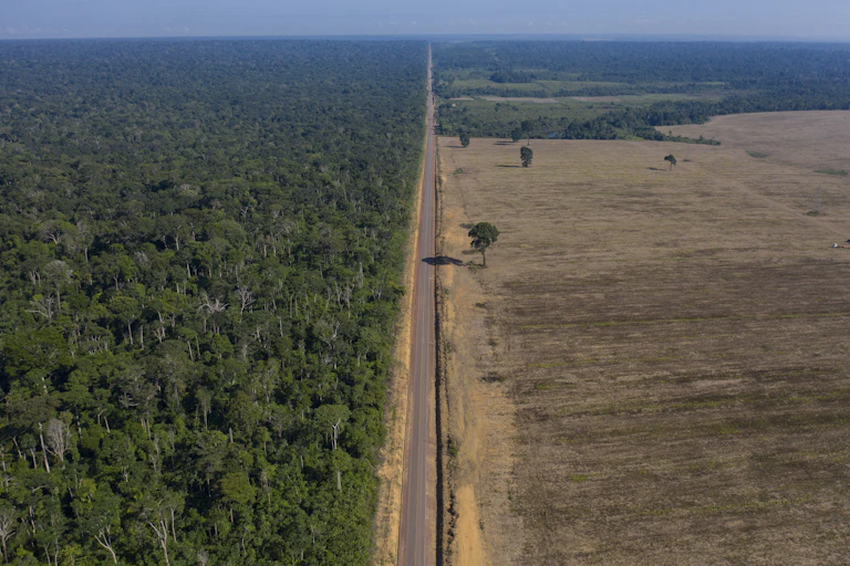 A road lies between a forest and a soy field