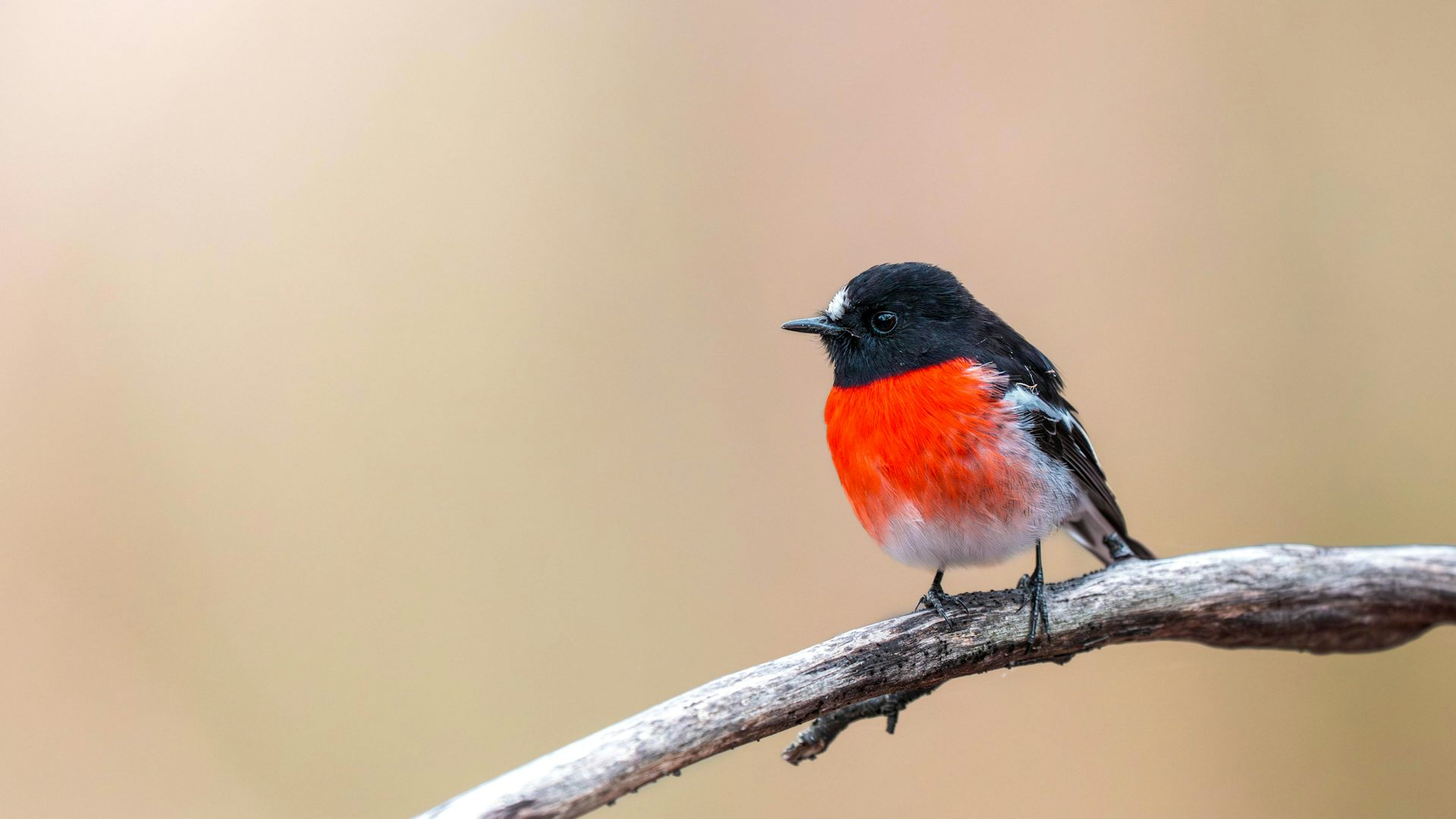 The joy of song: where songbirds came from and why we should listen to them