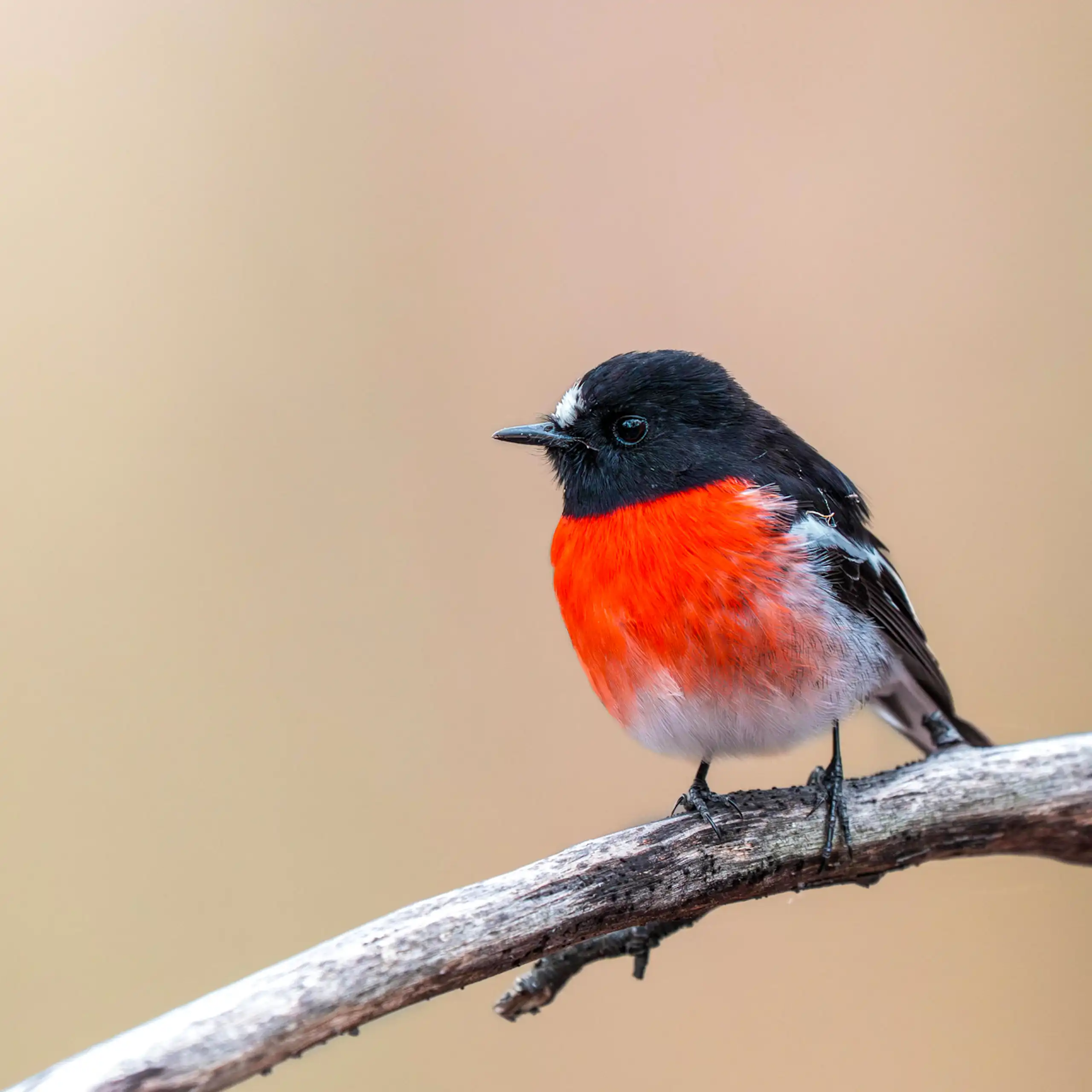 A male scarlet robin, with its bright red chest feathers, perched on a bare branch.